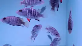 Brakish fish baby MJ mangrove Jack full air tawar