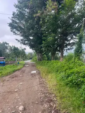 Dibutuhkan Tukang Kebun