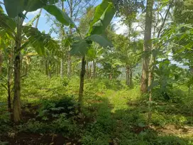 Tanah dan kebun plus pohon duren