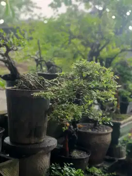 Bonsai ulmus mikro