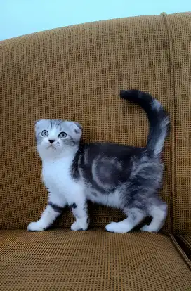 Scottish Fold / Telinga Lipat