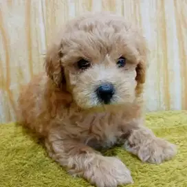 Puppy poodle male HARGA NEGO