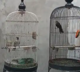 Di jual 2 ekor burung kutilang & trotoan dewasa plus k