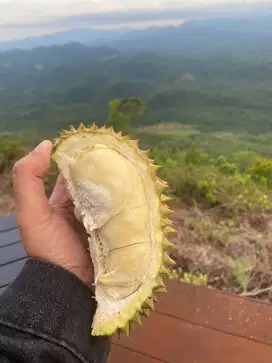 Durian masak pohon panen sendiri