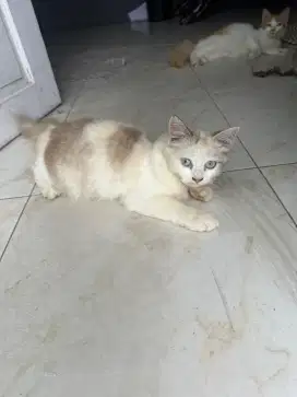 Kitteng Persia 5 bulan + induk