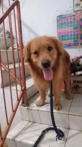 Pejantan golden Retriever