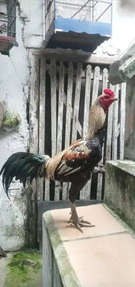 Ayam Pukul Oleng