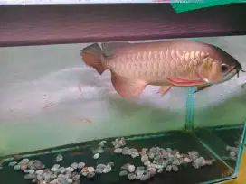 Ikan Arwana red gold