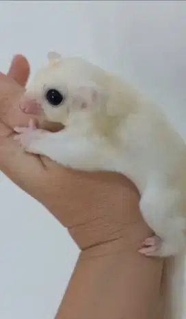 Sugar Glider Leucistic