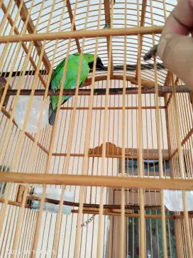 Lovebird green body BIG