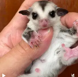 sugar glider joey white face