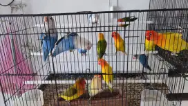 Lovebird indukan anakan borongan