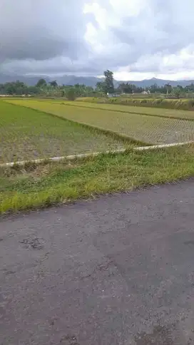 INVESTASI MURAH TANAH SAWAH DEKAT PONPES BINA UMAT MOYUDAN JK13097