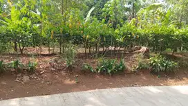 Tanah kebun luas 310 m² Bojong