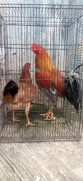 Ayam Kampung Sepasang Siap Produksi