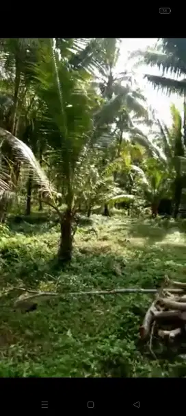 Dijual Tanah kebun Desa batumalang Cimerak Pangandaran Jawabarat