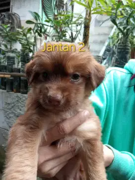 Open adop anakan dogy mix