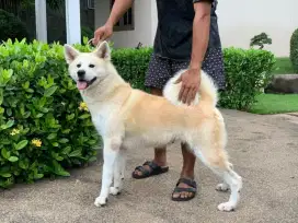 Japanese akita female