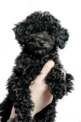 Dijual Anjing Black Toy Poodle Puppy Berkualitas