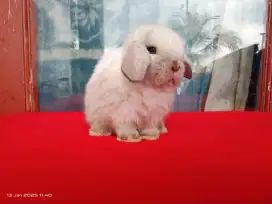 Kelinci Holland lop