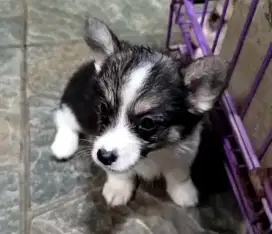 Corgi threecolor cantik