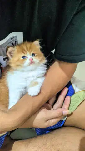 Anak anak kucing yg menggemaskan