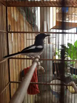 burung kacer betina