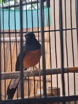 Burung Murai Batu Medan dan Kurung