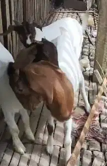 3 ekor bibit kambing boer 5-6 bulanan 1 jantan 2 betina siap ternak ok