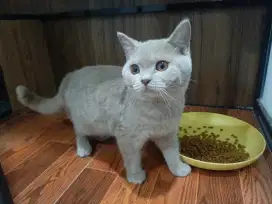 Kucing british shorthair