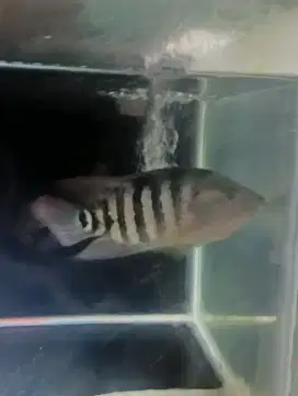 Akuarium fullset tinggal colok + ikan mayan cichlid