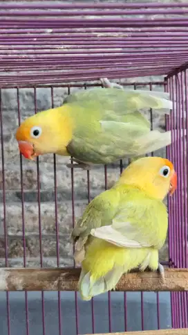 Lovebird Biola Pb betina