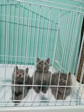 Kucing British shorthair kitten