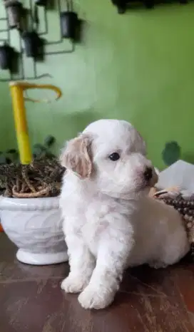 Anak anjing (puppies) Shihtzu Poodle