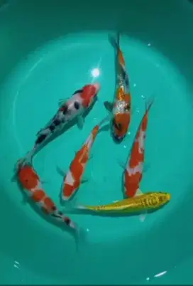 Dijual paket ikan koi 6 ekor uk-+15-17cm