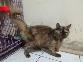 Kucing Persia medium betina