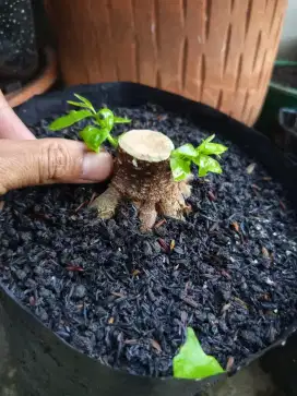 Bonsai anting putri