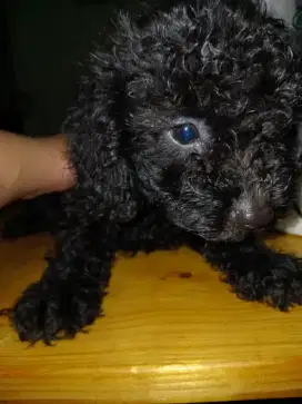 POODLE PUPPY CUTE