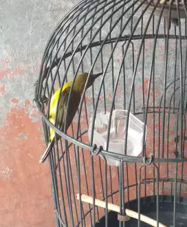 Burung kecil burja