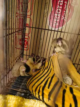 SUGAR GLIDER SEPASANG