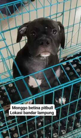 Pitbull betina cakep