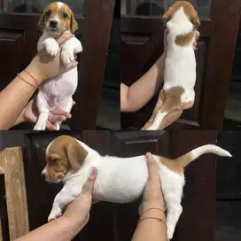 Puppy Jantan Mix Tekel dan Peking