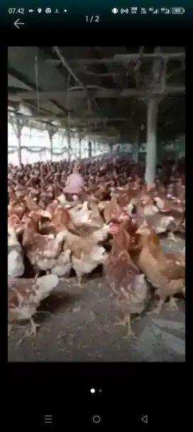 Jual ayam petelur umur 15 Minggu dan siap produksi