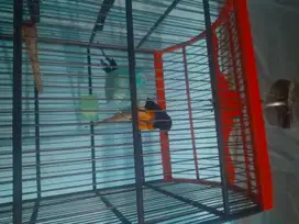 Di jual burung murai