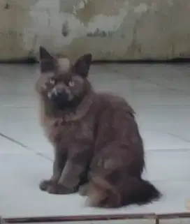 Kucing persia 8 bln betina