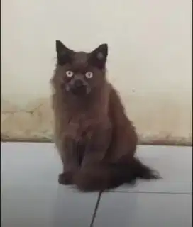 Kucing persia coklat