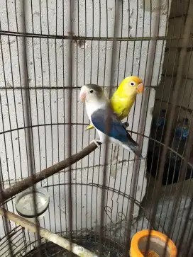 Burung lovebird indukan