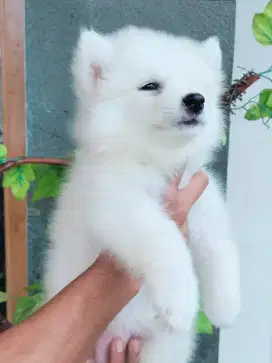 Siberian Husky Allwhite