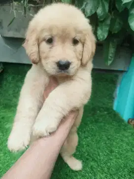 GOLDEN RETRIEVER PUPPY