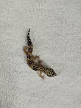 Gecko BN Cross Male